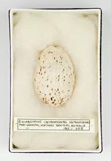 Images Dated 21st February 2008: Eulabeornis castaneoventris egg