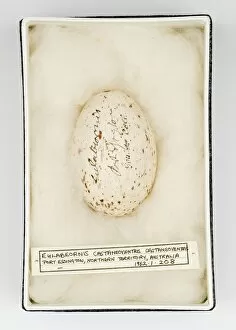 Gruiformes Collection: Eulabeornis castaneoventris egg