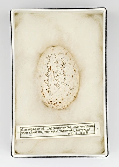 Images Dated 21st February 2008: Eulabeornis castaneoventris egg