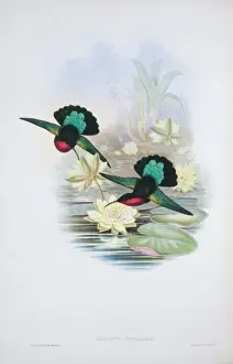 Hummingbird Prints: Eulampis jugularis, purple-throated carib