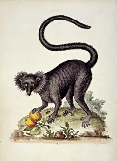 Eutheria Prints: Eulemur macaco, black lemur