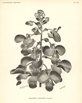 Giganteus Prints: Eulophia bouliawongo orchid