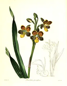 Eulophia parviflora orchid