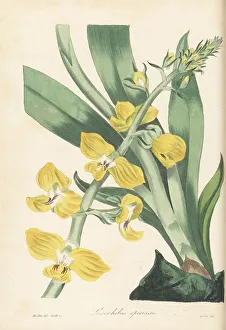 Eulophia speciosa orchid