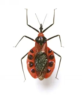 Spotted Prints: Eulyes illustris, assassin bug