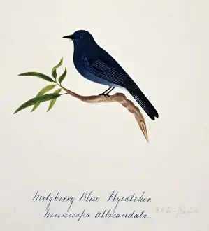 Fly Catcher Prints: Eumyias albicaudata, Nilgiri verditer flycatcher