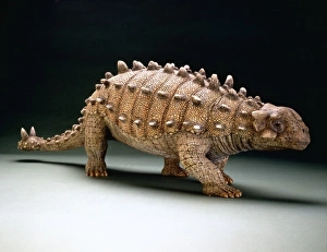 Ankylosauria Gallery: Euoplocephalus