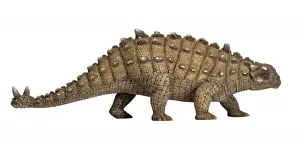 Euoplocephalus