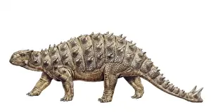 Euoplocephalus