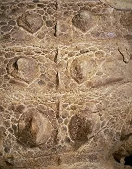 Ankylosaurid Gallery: Euoplocephalus cutleri