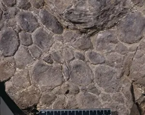 Euoplocephalus cutleri