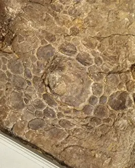 Euoplocephalus cutleri