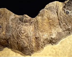 Euoplocephalus cutleri