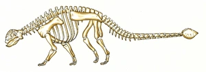 Ankylosauria Gallery: Euoplocephalus skeleton