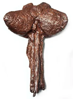 Dinosauria Collection: Euoplocephalus tail club