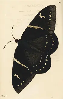 Moth Prints: Eupalamides cyparissias