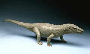 Euparkeria