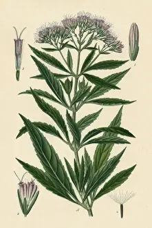 Eupatorium Cannabinum