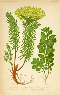Euphorbia Prints: EUPHORBIA
