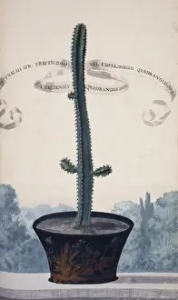 Potted Histories Prints: Euphorbia canariensis, Canary Island spurge