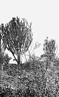 Tanzania Prints: Euphorbia Candelabra near Morogoro, East Africa