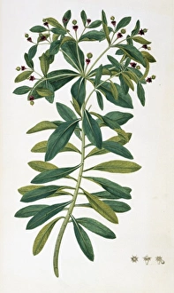 New Zealand Gallery: Euphorbia glauca, sea spurge