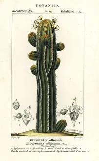 Euphorbia officinarum
