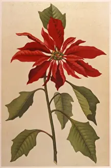 Euphorbia Pulcherrima