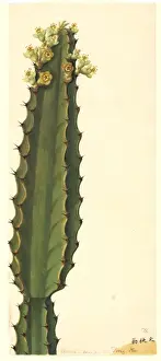Potted Histories Prints: Euphorbia sp. spurge
