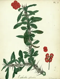 Euphorbia splendens
