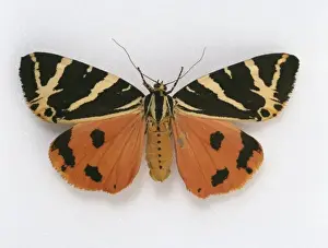 Euplagia quadripunctaria, Jersey tiger moth