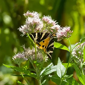 Euplagia quadripunctaria, Jersey tiger moth