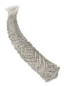 Euplectella aspergillum, glass sponge