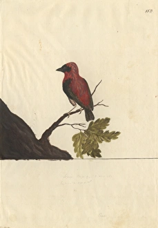 Euplectes orix, southern red bishop Euplectes orix, southern red bishop