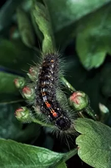 Poison Gallery: Euproctis chrysorrhoea, brown-tail moth caterpillar