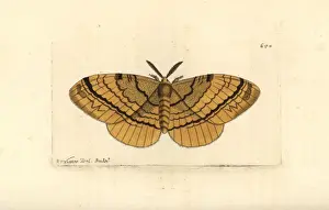 Eupterote fabia moth