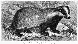 Eurasian Prints: Eurasian Badger