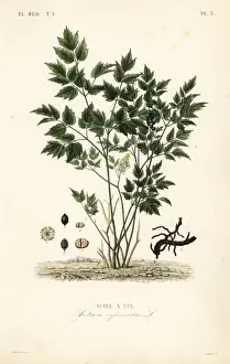 Eurasian Prints: Eurasian baneberry or herb Christopher, Actaea spicata