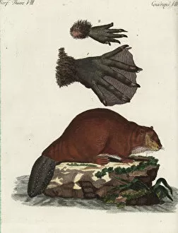 Eurasian beaver, Castor fiber