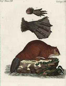 Fiber Prints: Eurasian beaver, Castor fiber