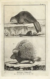 1774 Prints: Eurasian beaver and Indian crested porcupine