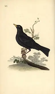 Edwarddonovan Prints: Eurasian blackbird, Turdus merula
