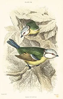Eurasian blue tit, Cyanistes caeruleus