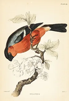 Finch Prints: Eurasian bullfinch, Pyrrhula pyrrhula