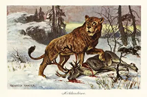 Pleistocene Prints: Eurasian cave lion, Panthera spelaea