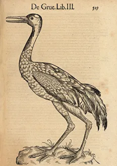 Ornithology Prints: Eurasian or common crane, Grus grus