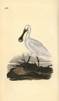 Edwarddonovan Prints: Eurasian or common spoonbill, Platalea leucorodia