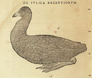 Eurasian coot or common coot, Fulica atra