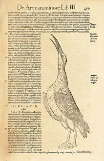 Eurasian curlew or common curlew, Numenius arquata