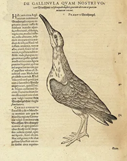 Eurasian curlew, Numenius arquata